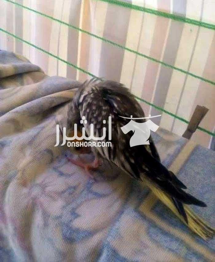 فرخين كوكتيل تاكيل يدوى فرخين تاكيل يدوى على وش فطام عمرهم معدى الشهر واحد لاتينى عين حمرا وواحد ايزابيل مش اخوات الايزابل ابن لاتينى ومصبع فاتح التسليم العجمى خيرالله إسكندرية السعر250