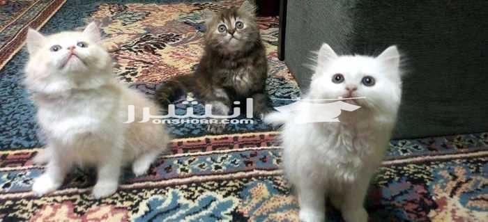 *توبVIP*فرنساااوى*اوريجينااال3قطط شيراى مون هيربريتش اوريجينال فرنساوى - \* السن41 يوم بضبط وطبعا تم فطمهم *\ \ الباقى 3 قطط فرنساااااااااوى \ 1 ولد و 2 انثى - 1 لون ابيض ثلجى اوروبى - و1 لون اص...