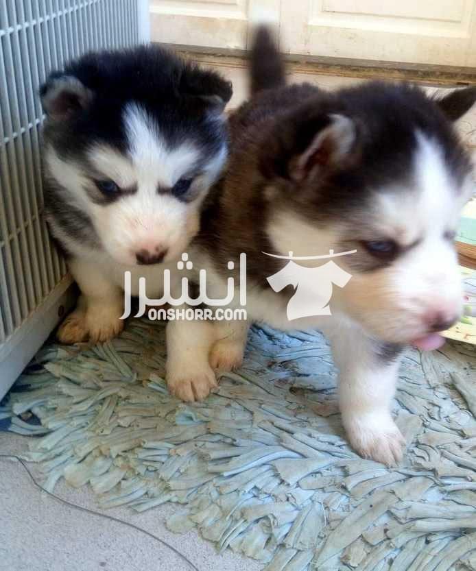 كلاب للبيع جراوي هاسكي