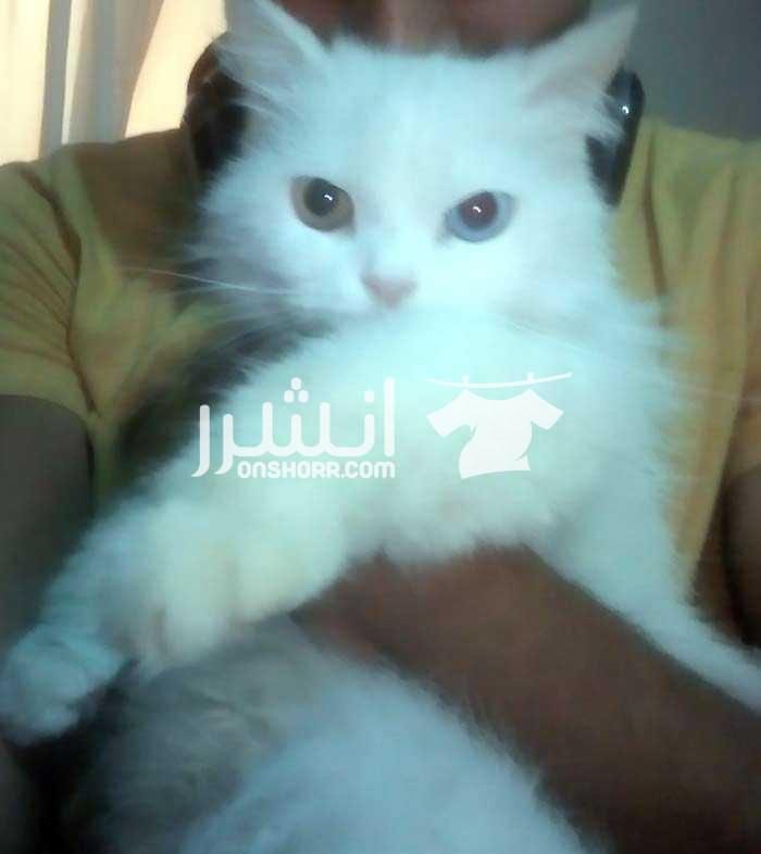 قط كاومانى نادر يتميز هذا القط بان له عين وعين مختلفين اللون للجدين فقط وارجو ع 01277859202