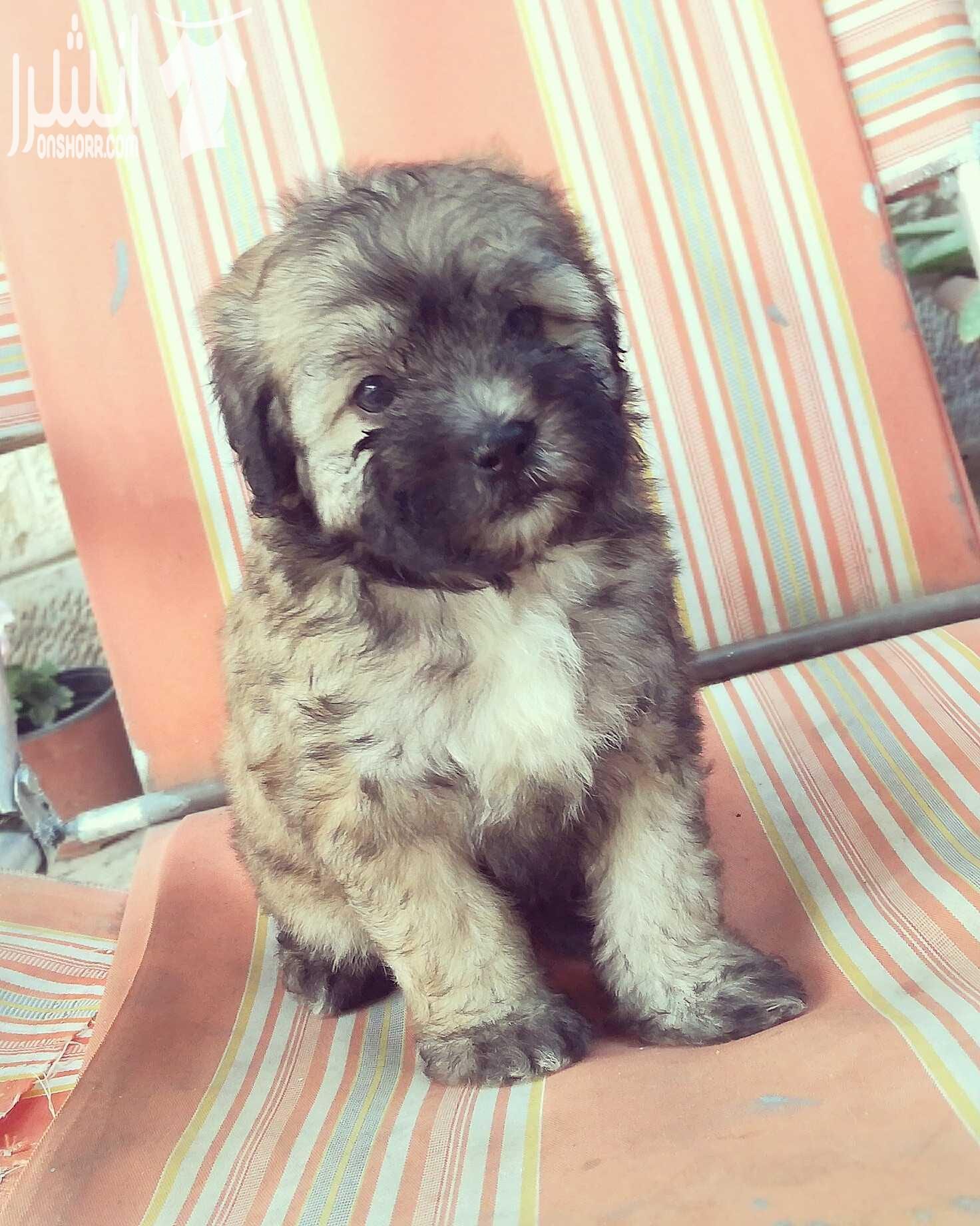 جراو فرنش تيرير بيور ( كلاب زينة صغيرة) للبيع بسعر مغري .. Pure French terrier puppies for sale with good price - العمر شهرين - يوجد ذكور و إناث - صحة و نظافة - لعوبات جدا - توجد خدمة التوصيل إلى م...
