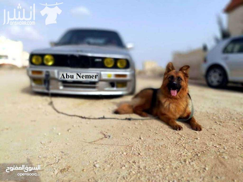 بي ام دبليو بوز نمر للبيع كاش أو للبدل على مزرعة أو بيكب أو قطعة أرض بسم الله الرحمن الرحيم بوز نمررررر فل كامل ما عدا الجير (جير عادي) BMW موديل 1989 ماتور 2000 ابيض جديد فحصها 4 جيد من دون ملاحظات...