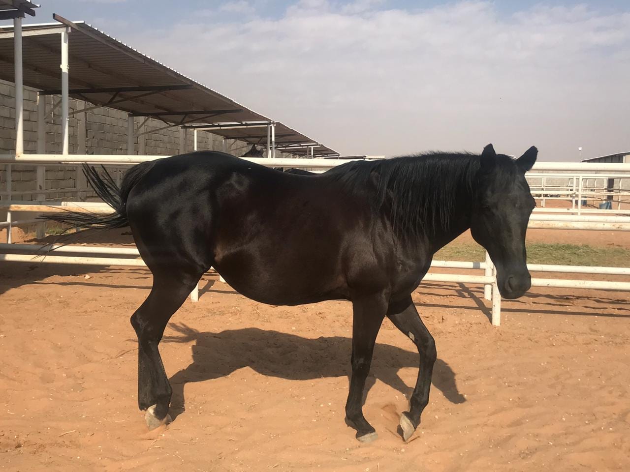 فرس رمكة للبيع
لا تنسَ أنك شاهدت هذا الإعلان في عنكبوت
فرس دهما القحة من خيل الأمير سلطان بن...