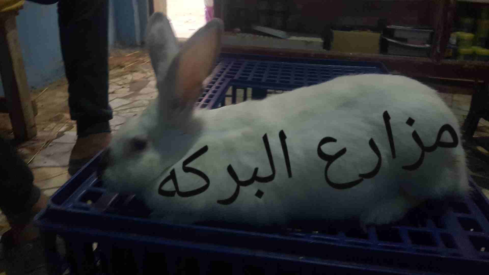مزراع البركه
لا تنسَ أنك شاهدت هذا الإعلان في عنكبوت
مزراع البركه
ارانب
بطاريات
اعلاف
اشراف
تسو...
