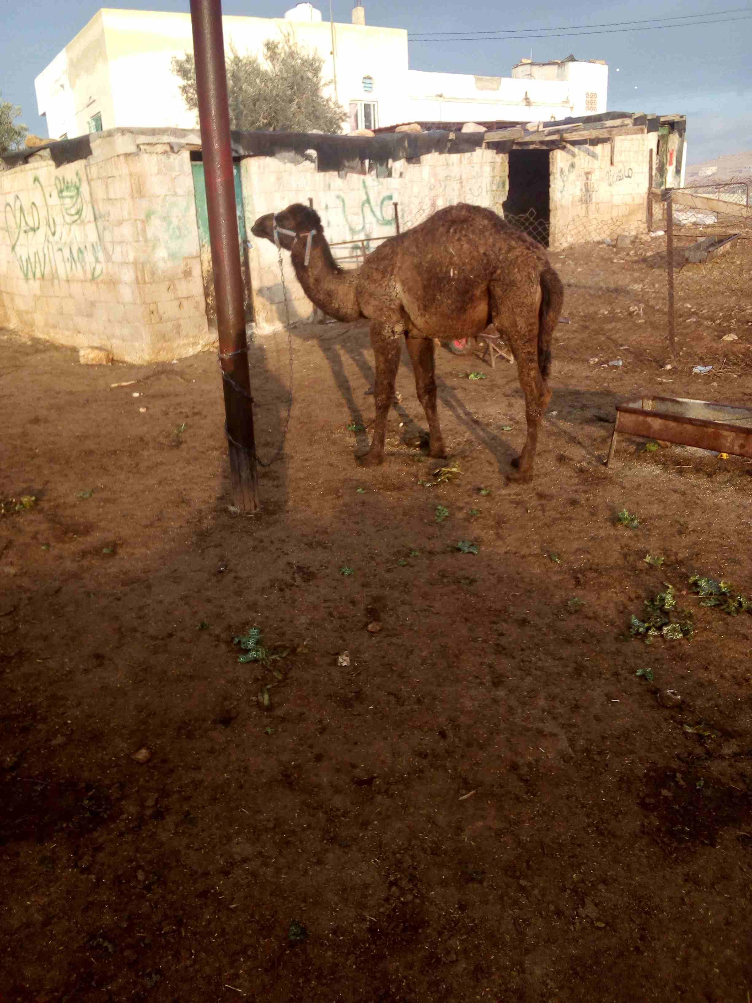 قعود للبيع بسعر مغري
لا تنسَ أنك شاهدت هذا الإعلان في عنكبوت
اللون اسود...