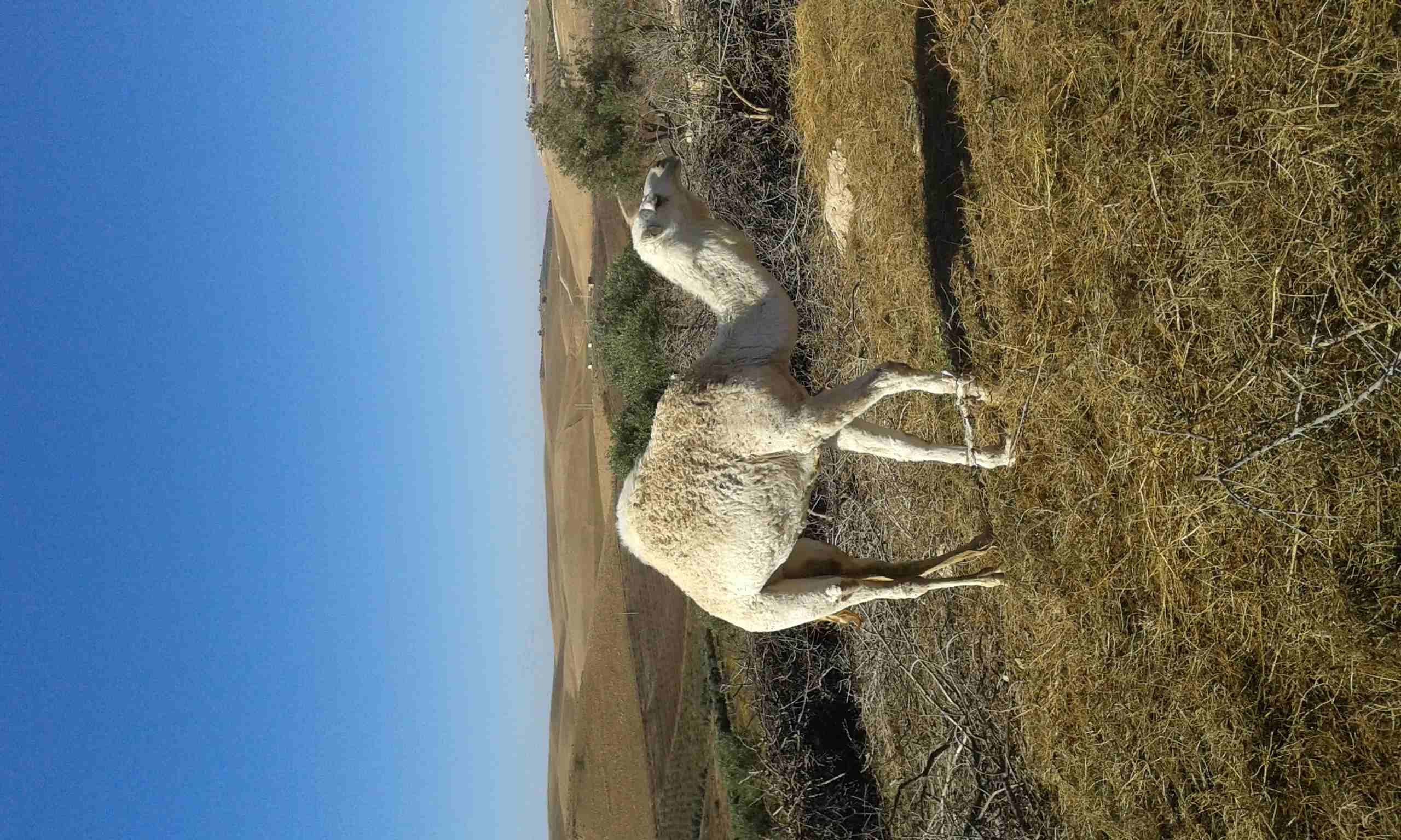 بكره للبيع
لا تنسَ أنك شاهدت هذا الإعلان في عنكبوت
للبيع او بدل على غنم نظيفه...
