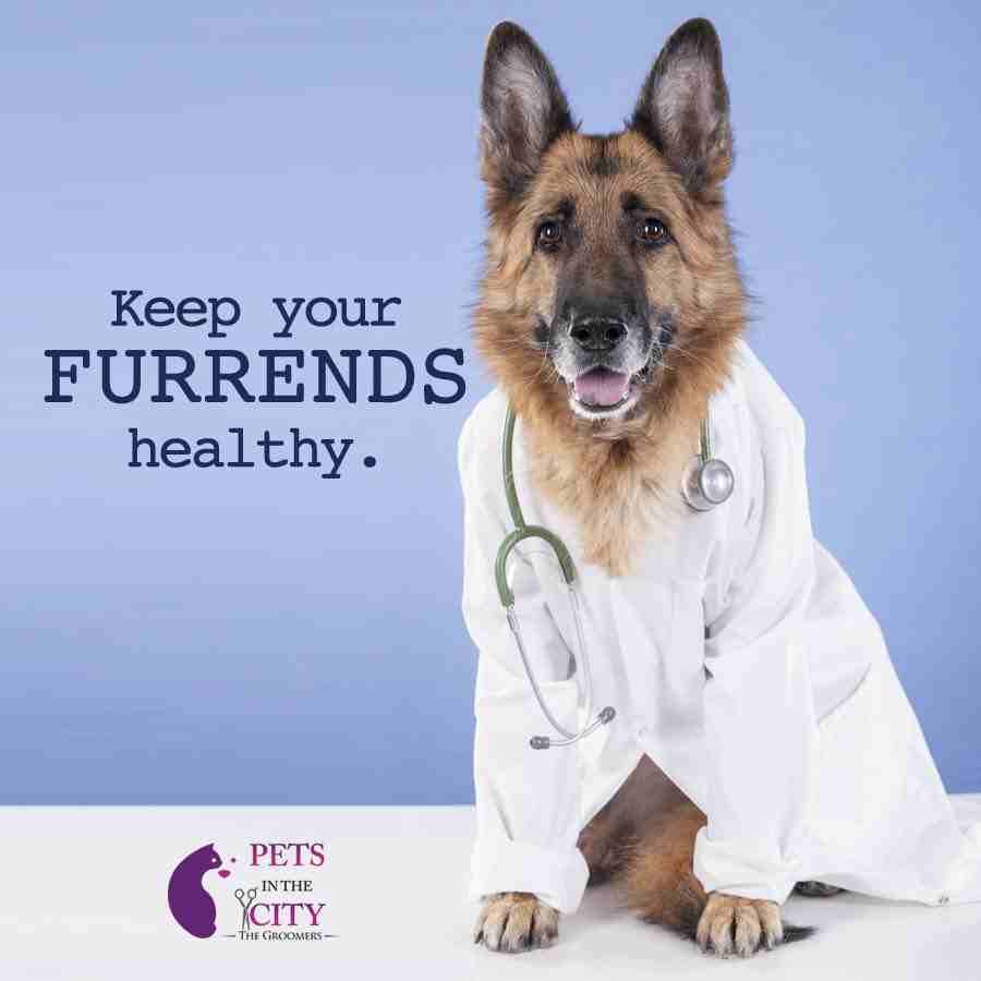 Pets In The City لرعاية الحيوانات الأليفة
هل يحتاج حيوانك الأليف إلى قصة شعر أو تقليم أظافره؟ اتصل وقم بإجراء مكالمة مع بتس ان ذا سيتي ، المزود الرئيسي لخدمات العناية بالحيوانات الأليفة في دبي. يهتم...
