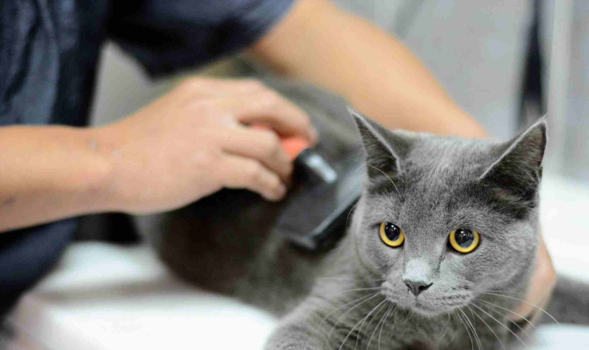 Pets In The City لرعاية الحيوانات الأليفة
هل يحتاج حيوانك الأليف إلى قصة شعر أو تقليم أظافره؟ اتصل وقم بإجراء مكالمة مع بتس ان ذا سيتي ، المزود الرئيسي لخدمات العناية بالحيوانات الأليفة في دبي. يهتم...