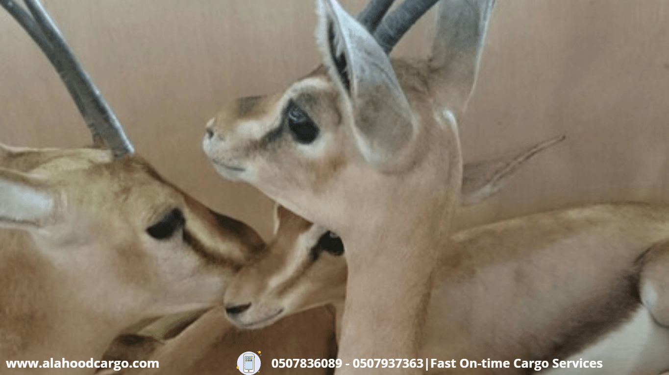 خخدمات شحن للسعودية 971507836089+