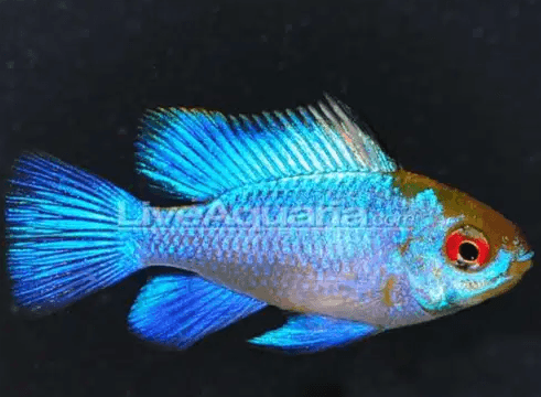 Fish for sale