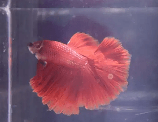 Fullmoon male betta
