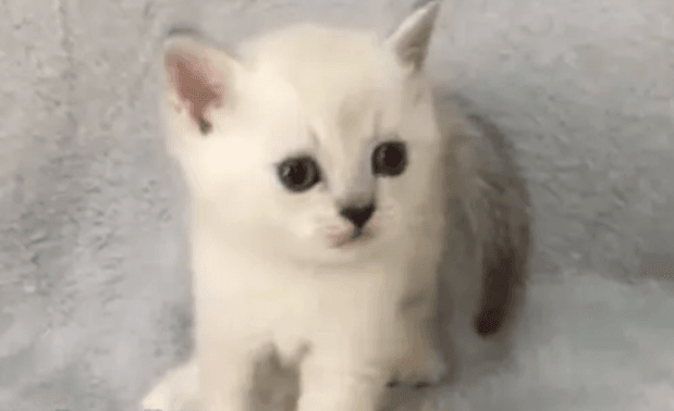Scottish fold males
Golden point chinchilla. Silver points chinchilla Males 4000-4500 Healthy Playful