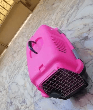 بوكس قطط للبيع