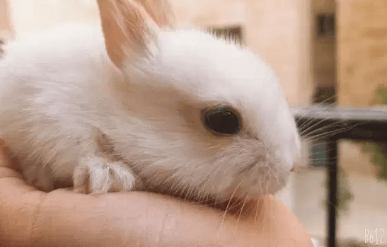 Cute bunnies for sale