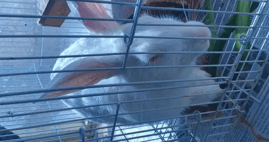 Male and female Rabits for sale