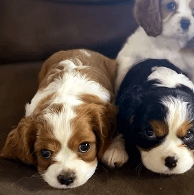 3 Cavalier King Charles puppies for Sale
