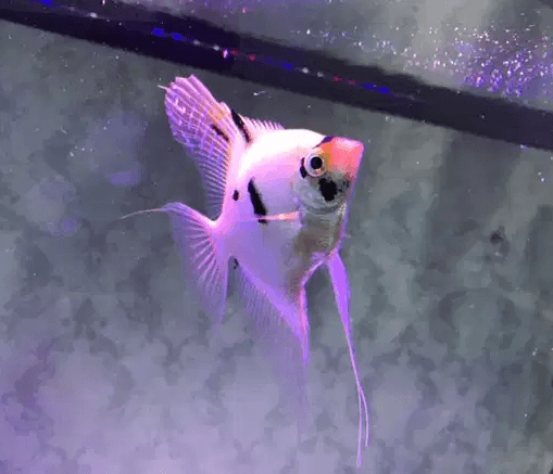 Angel Fish for Sale