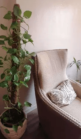 Plants sale