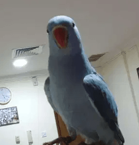 Ringneck parrot
Almost 1 year old