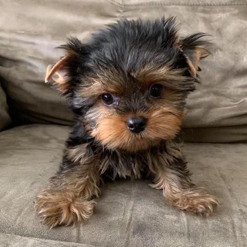Quality Tiny Yorkie Puppies For Sale
Quality Tiny Yorkie Puppies For Sale Our beautiful male and female puppies are now ready for new loving family. They have shots, potty trained, AKC registered, 12...