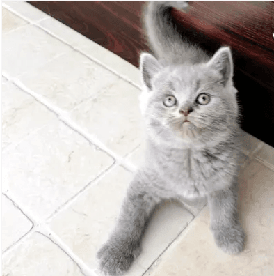 British Shorthair Female
Playful Kitten Light Grey Color, Like Bluish Eat Dry, Wet Food Litter Box Trained 47 days old Ready to Move new Family V