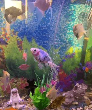 6 big gold fish
different colour big size goldfish for sale