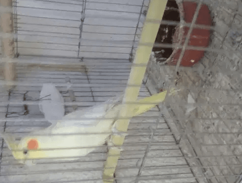 نتايه لاتيني شغاله سبب البيع طير الدكر
العرض للبيع فقط