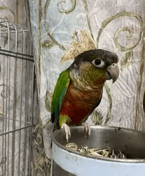 Pinapple Conure Pair Very Healthy