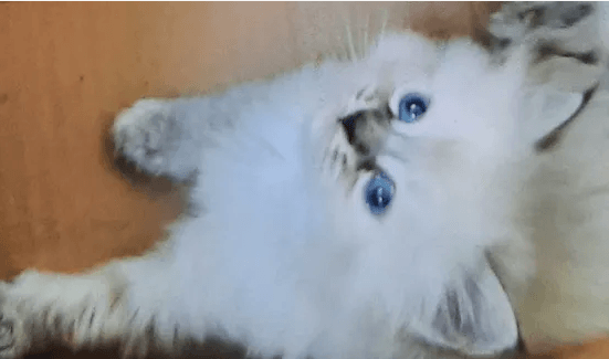 siberian kitten
siberian kitten,neva masquerade kitten