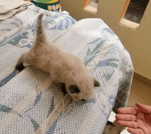 Siamese cat قط سيامي
2 قط سيامي بنات بعمر شهر للبيع