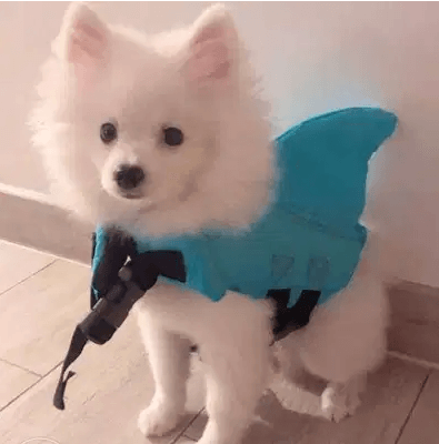 Pomeranian puppy
white pom available for sale