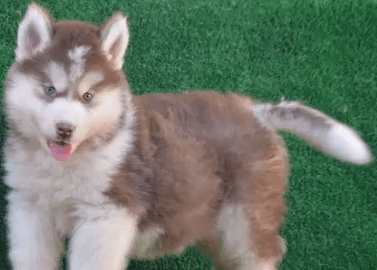 Husky