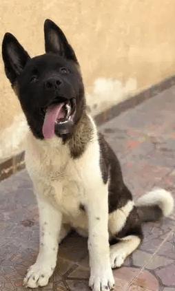 امريكان اكيتا American akita