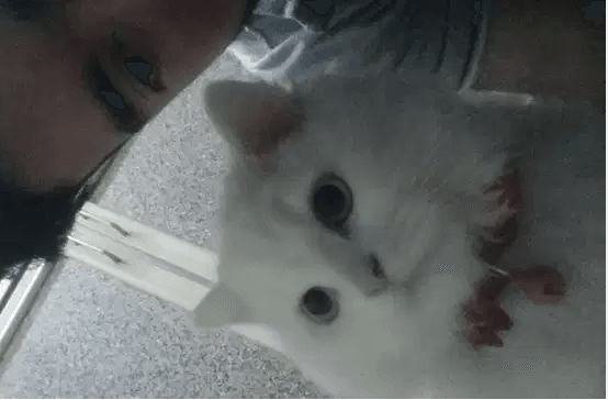 Shirazi cat