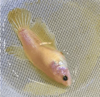 Betta male 3 kd