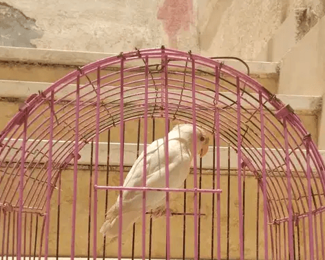فرد فيشر البينو عين حمرا بيور