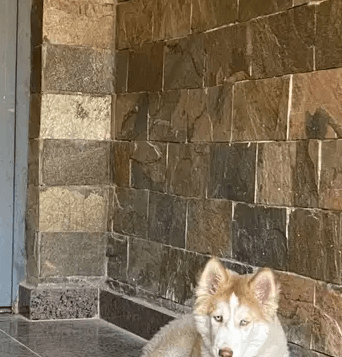 Siberian Husky