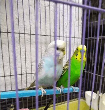 قص استرالي ونتايه طفط
