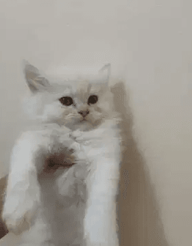 شيرازى مون فيس