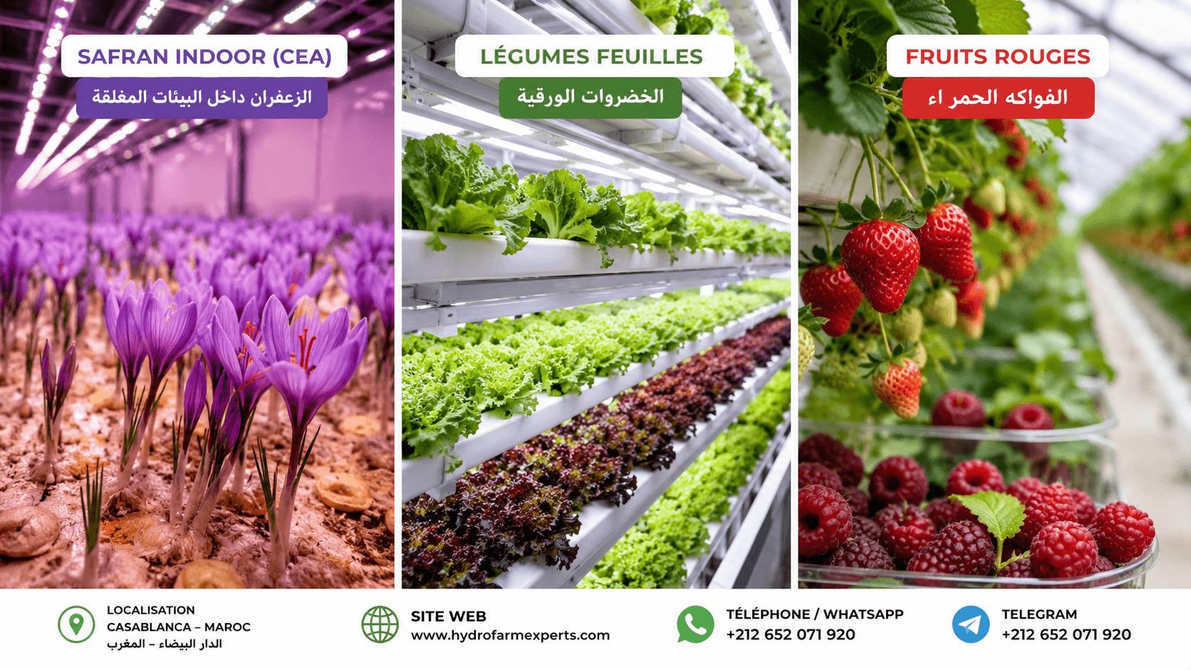 مستشار دولي في الزراعة المائية (Hydroponics) – عرض خدمات استشارية